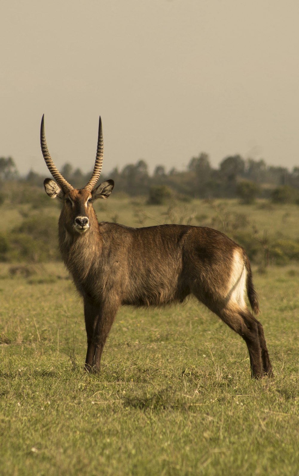 eine Antilope auf einem grasbewachsenen Feld mit Bäumen im Hintergrund