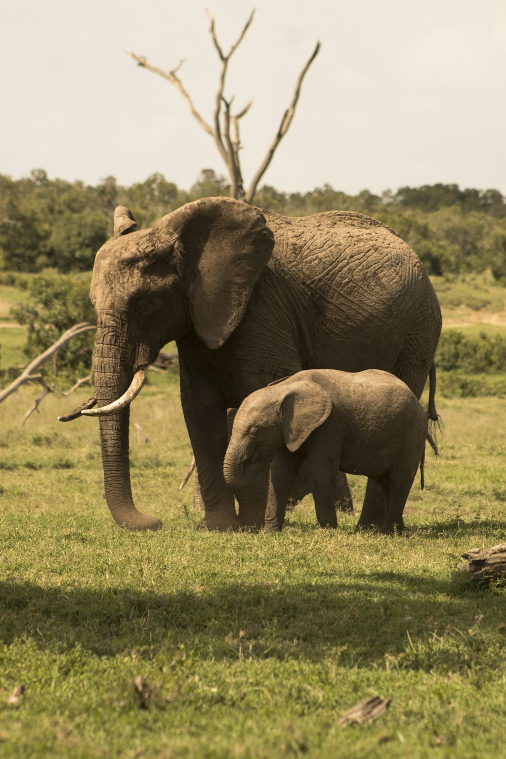 an adult elephant and a baby elephant standing in a field