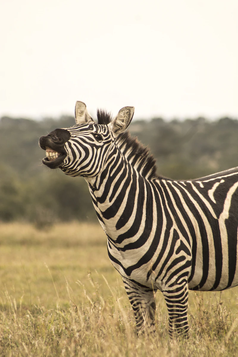 Plains Zebra (Equus quagga)