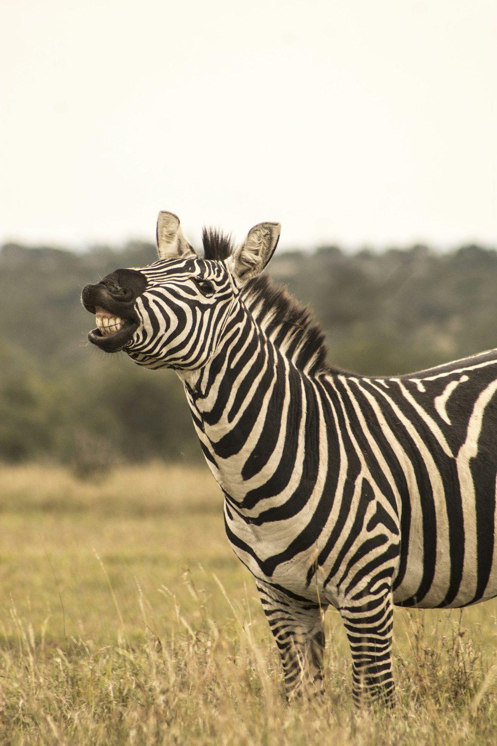 a zebra standing in a grassy field with trees in the background