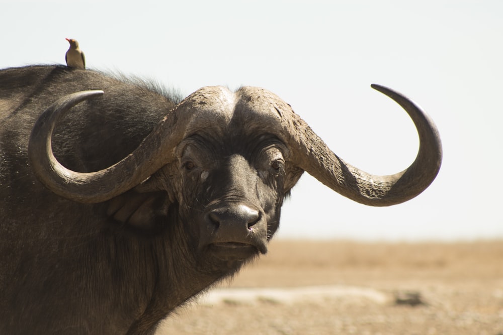 Un animal con grandes cuernos parado en un campo