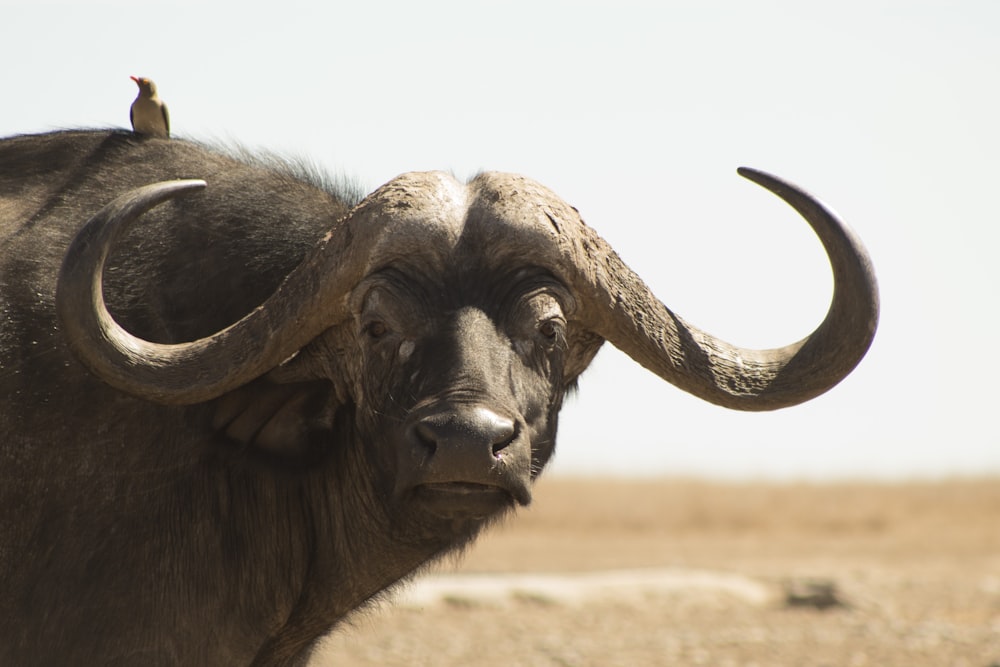 20+ Buffalo Images | Download Free Pictures on Unsplash
