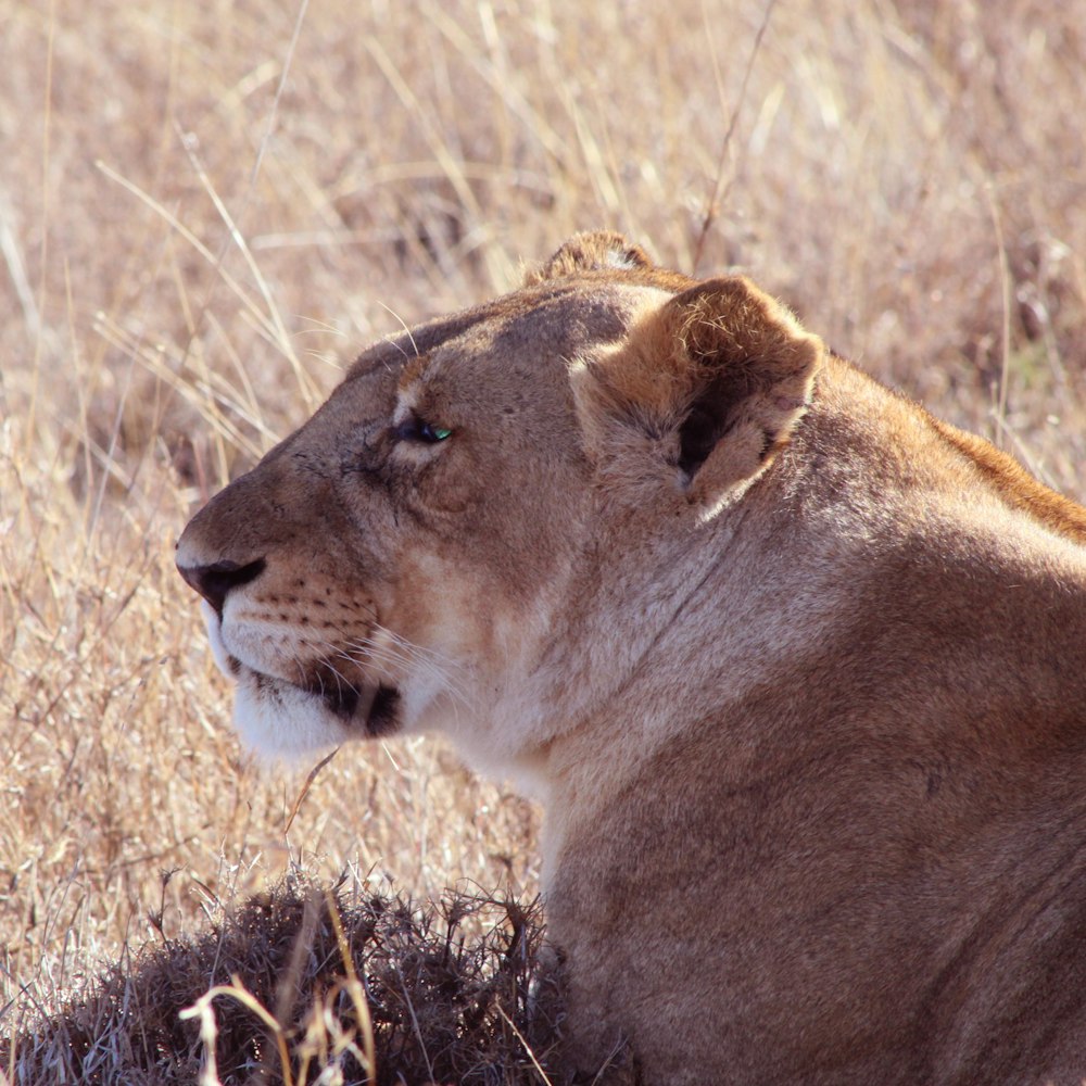 a close up of a lion laying in the grass