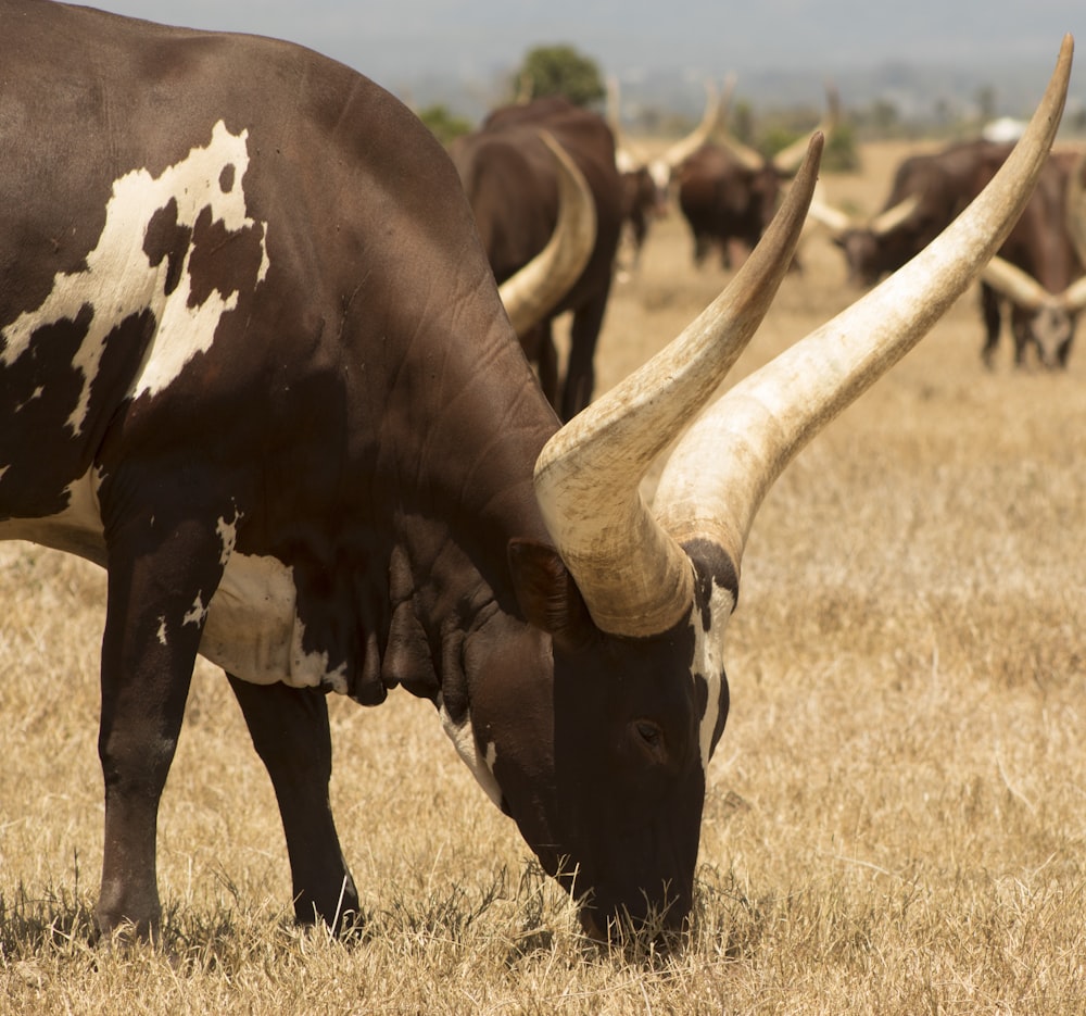 a herd of cattle grazing on a dry grass field