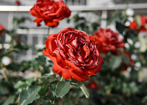 A close-up of a vibrant red rose in a circular frame