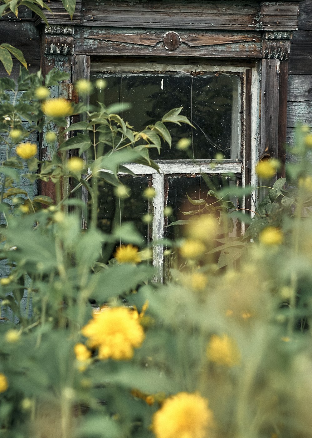yellow flowers in front of brown wooden window