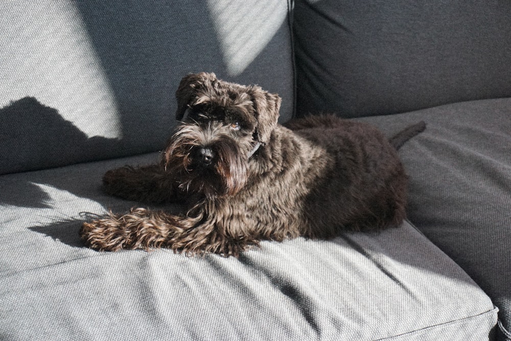 a dog laying on a couch with its head on the arm of the couch