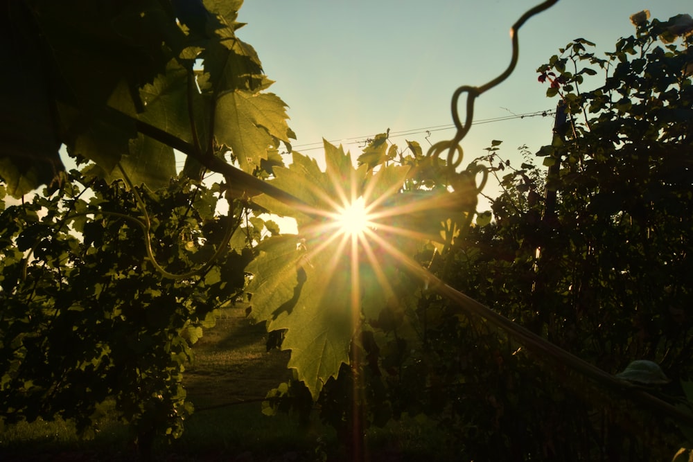 Rayos de sol que atraviesan las hojas verdes