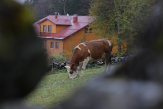A brown and white cow grazes on green grass in the foreground, framed by blurred dark green foliage. In the background, there is an orange and red-roofed house surrounded by green trees, creating a serene rural setting.