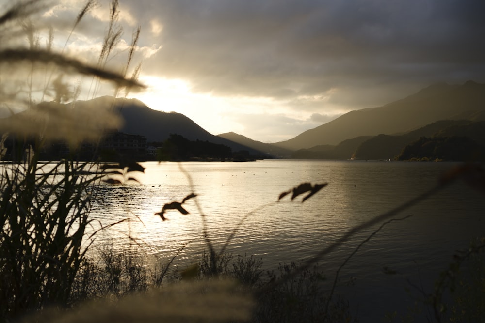 silhouette of birds on body of water during sunset