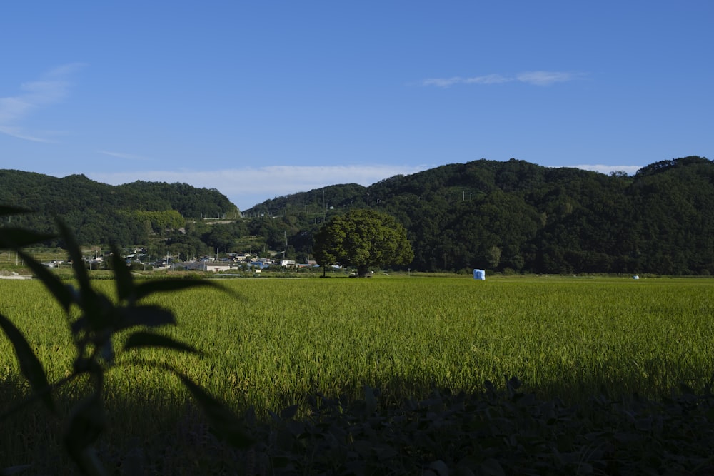 green grass field under blue sky during daytime