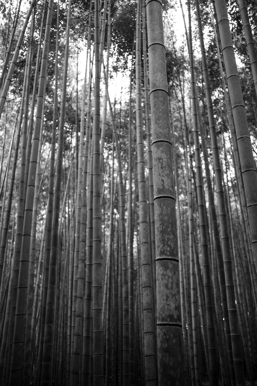 grayscale photo of tall trees