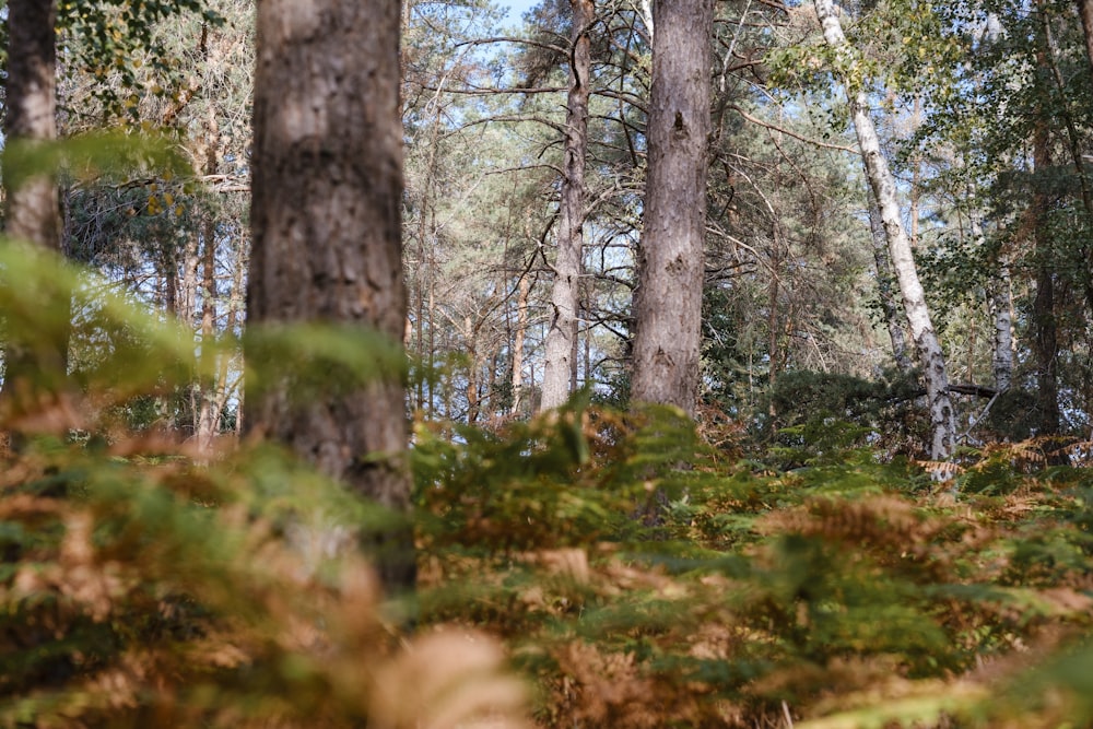 brown trees on green grass field during daytime