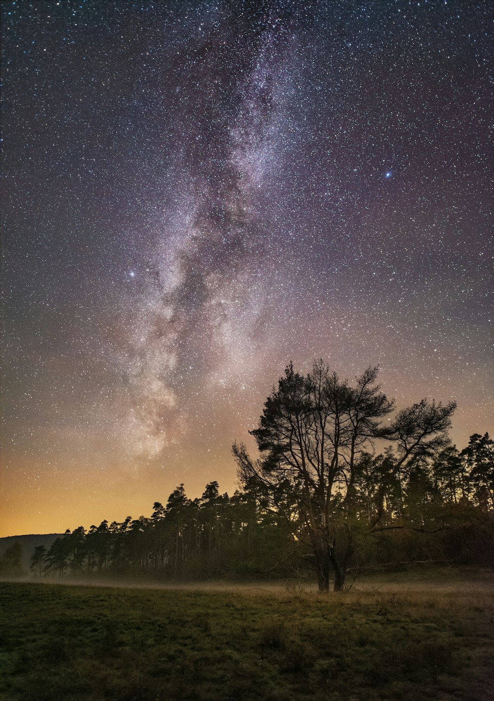 silhouette of trees under starry night