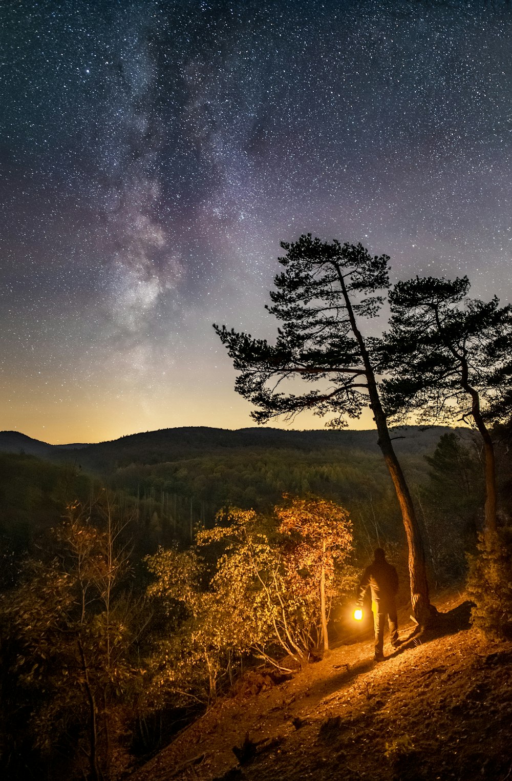 green trees on brown grass field during night time