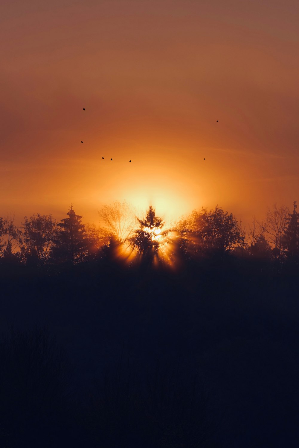 silhouette of trees during sunset