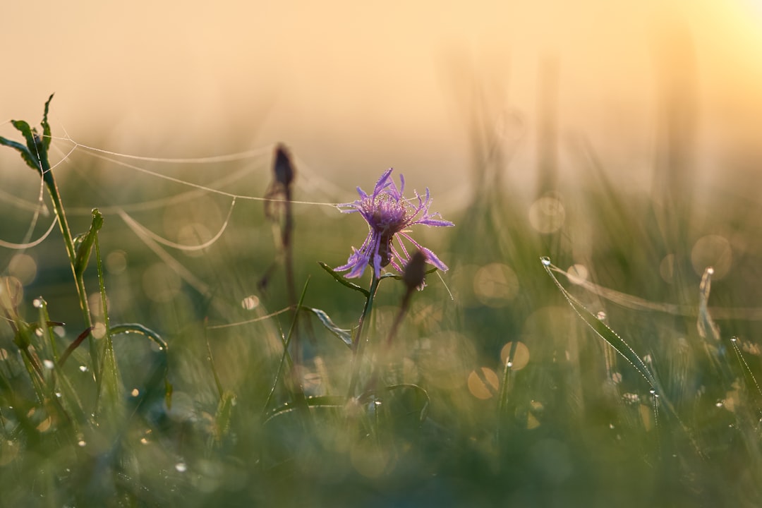 purple flower in tilt shift lens