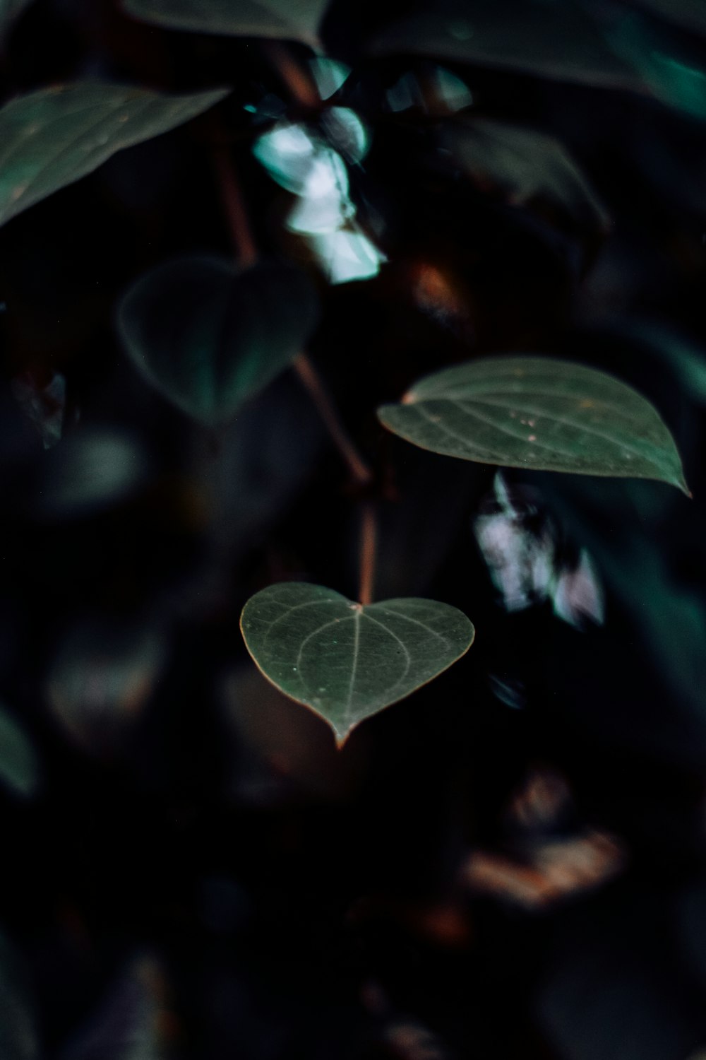 Un primer plano de una planta con hojas