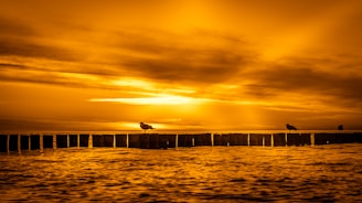 silhouette of people on dock during sunset