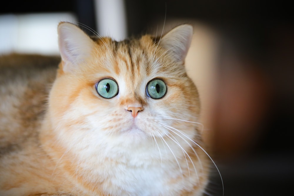 Foto zum Thema Orange Tabby Katze in Nahaufnahme – Kostenloses Bild zu  Braun auf Unsplash