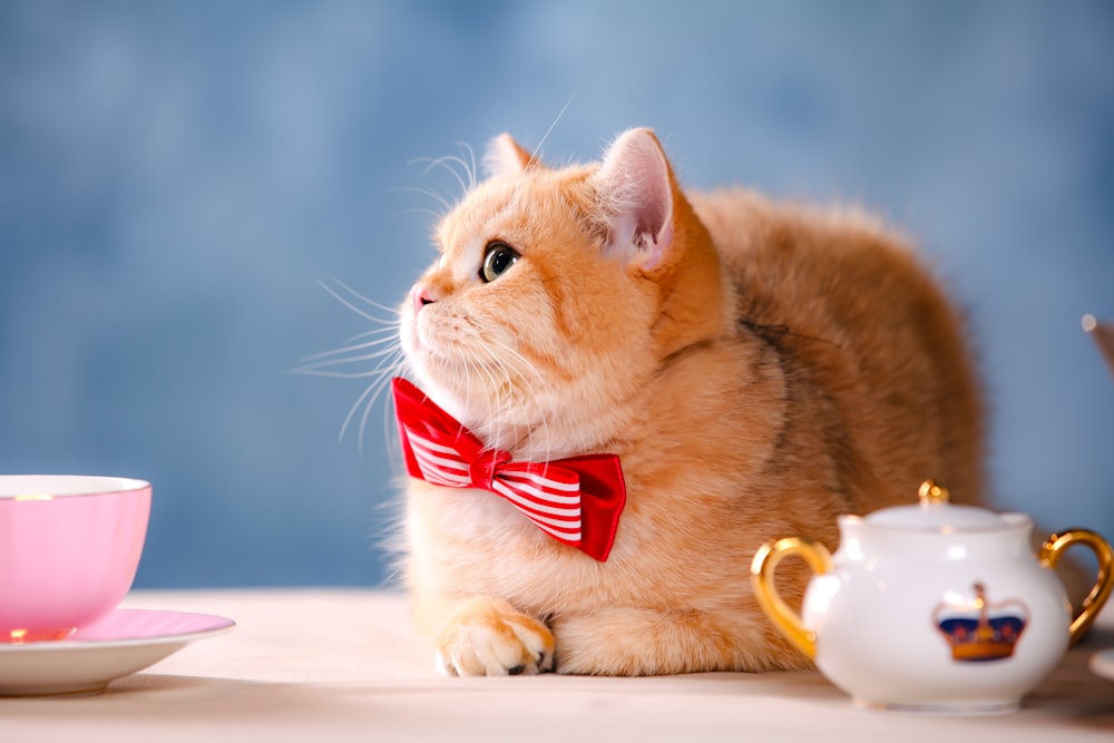 orangefarbene Tabby-Katze mit rot-weißer Fliege