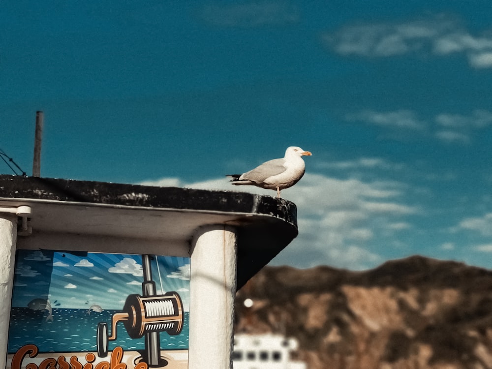 white bird on white metal bar during daytime