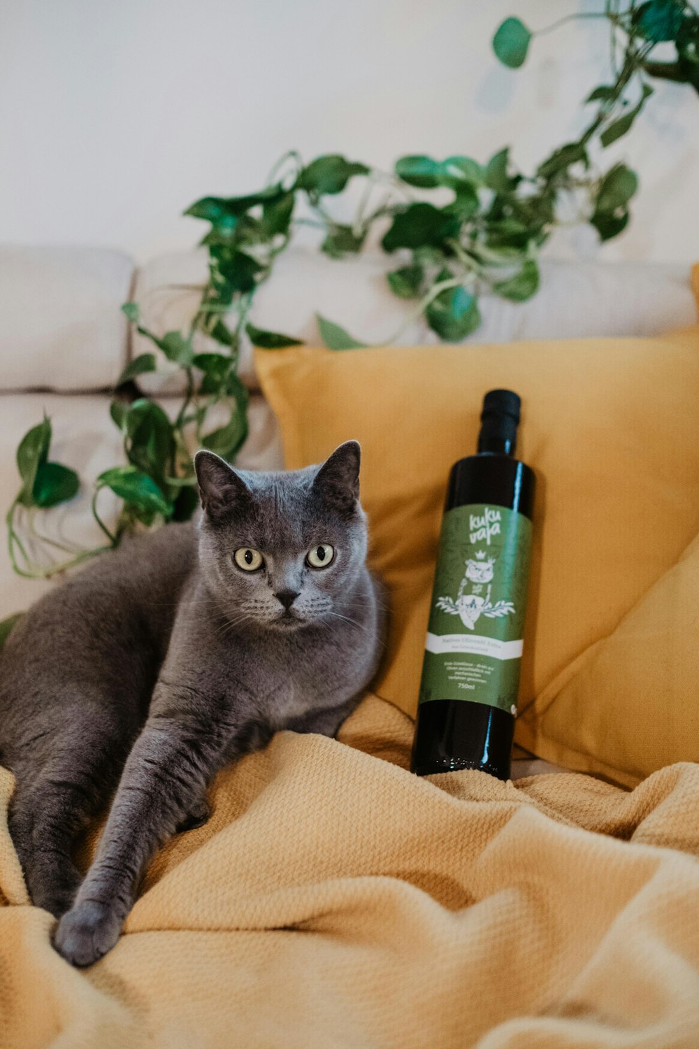 russian blue cat on brown textile