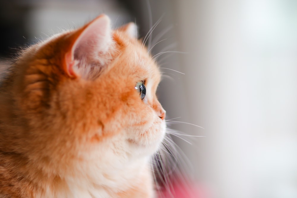 orange tabby cat in white room