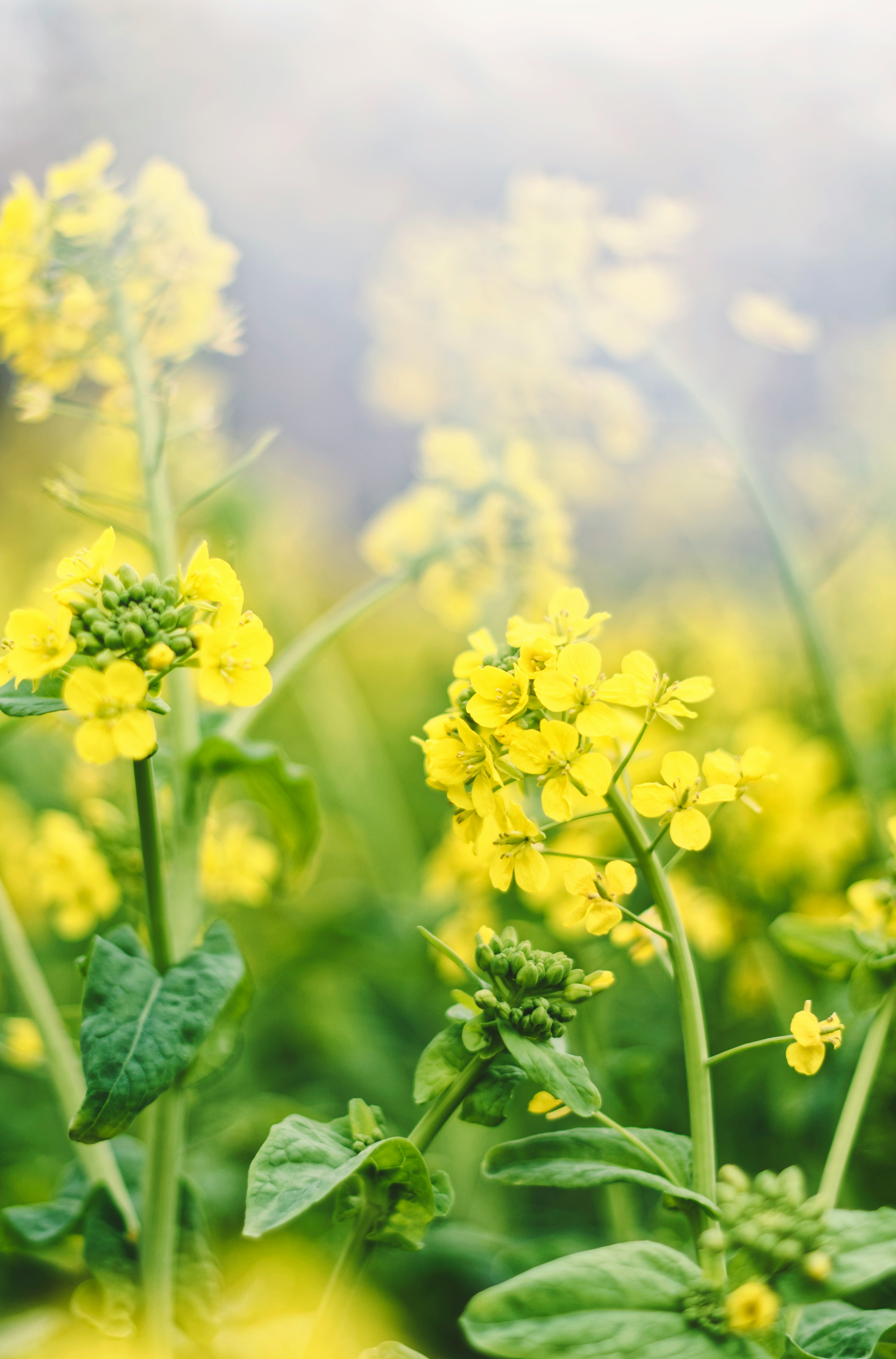 yellow flower in tilt shift lens