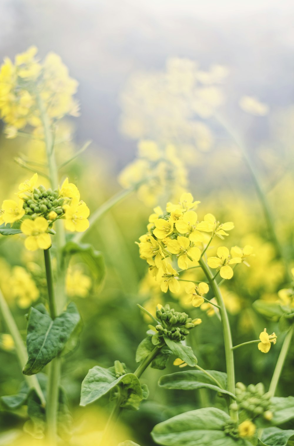 yellow flower in tilt shift lens