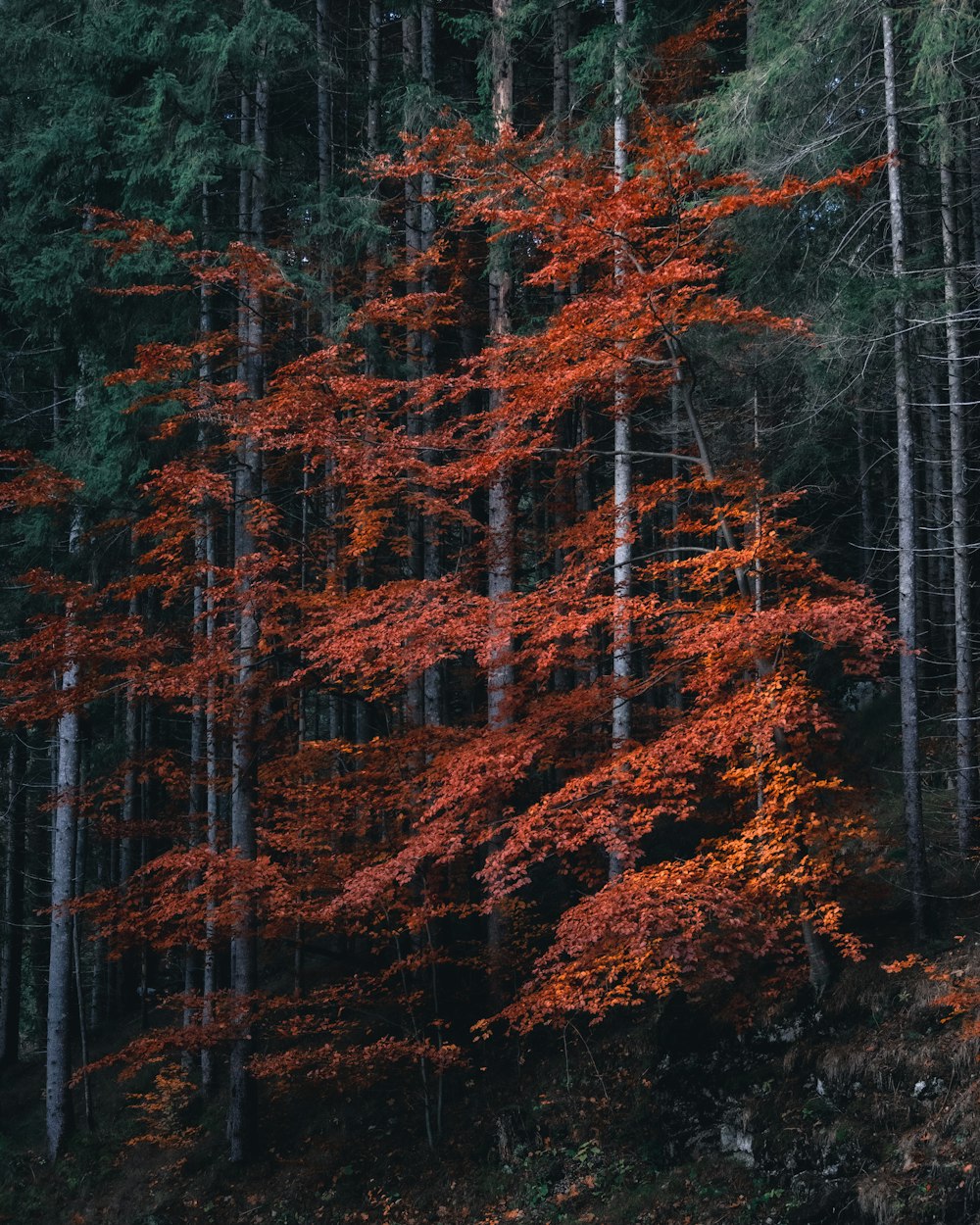 orange and green trees during daytime