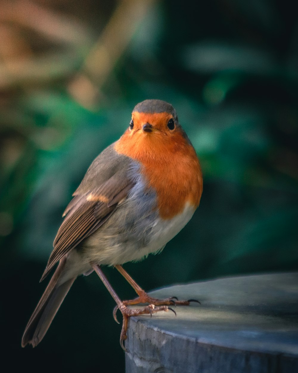 orange white and gray bird on brown tree branch