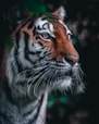 brown and black tiger in close up photography