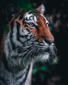 brown and black tiger in close up photography