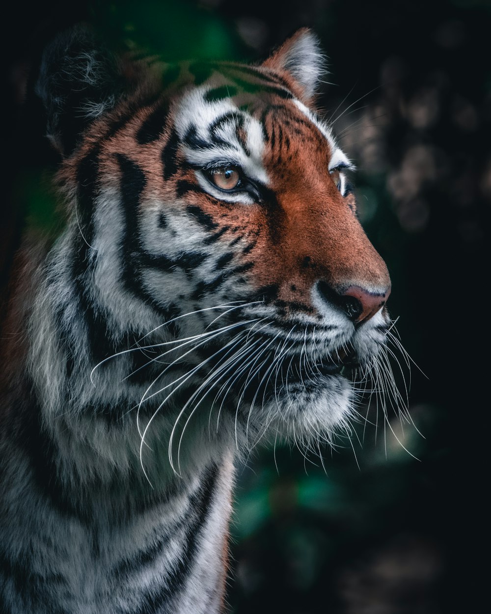 Tigre marrón y negro en fotografía de primer plano