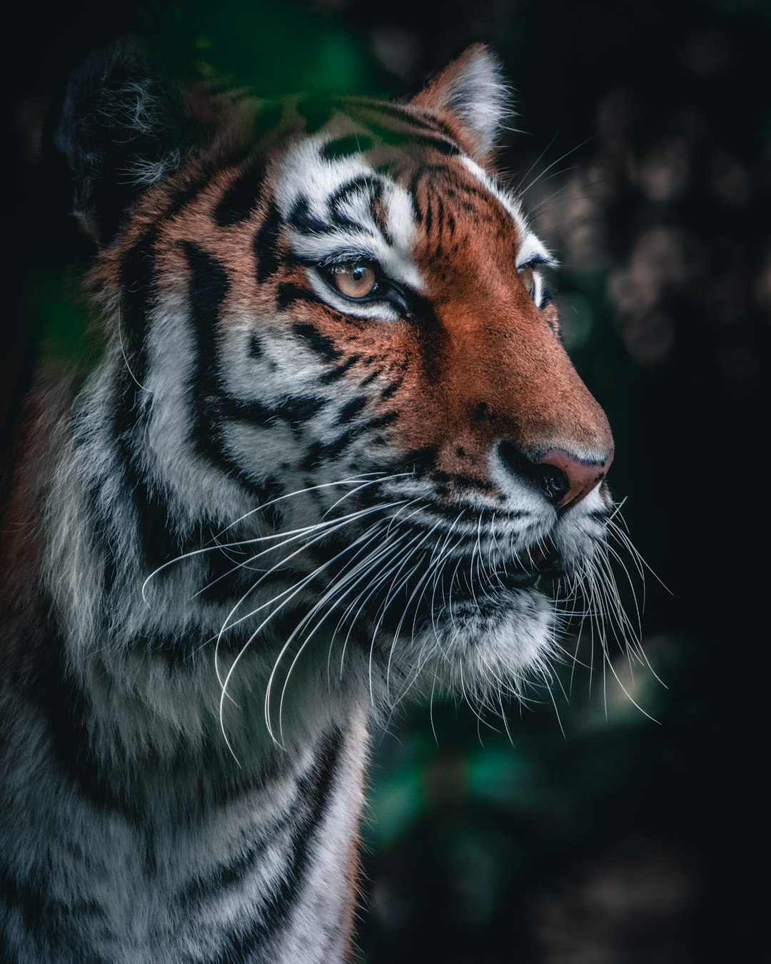  brown and black tiger in close up photography tiger