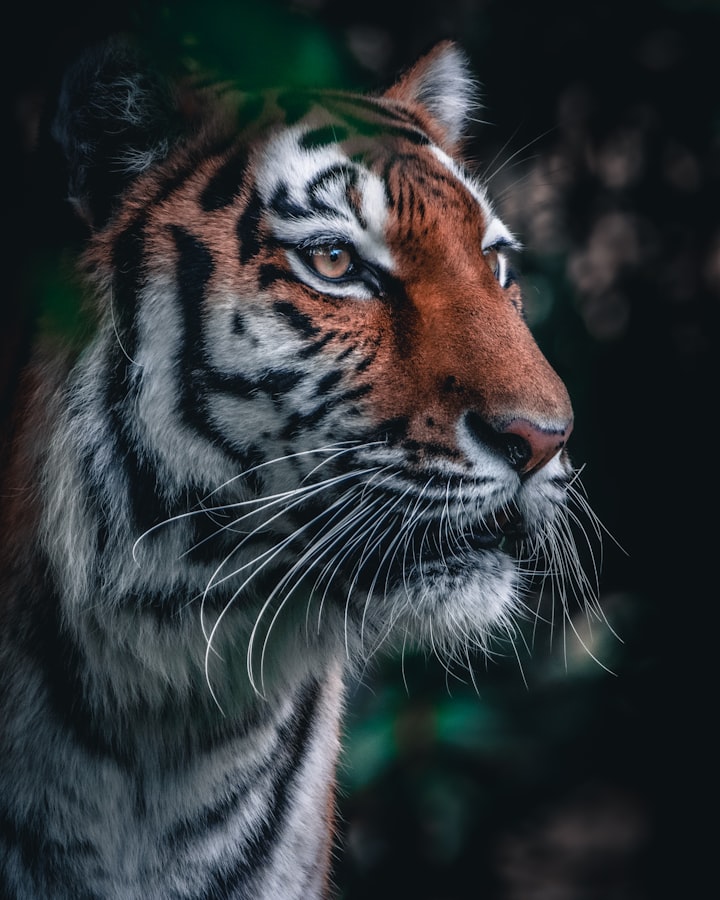 Safeguarding the Web of Life: Protecting Endangered Species for a Sustainable world