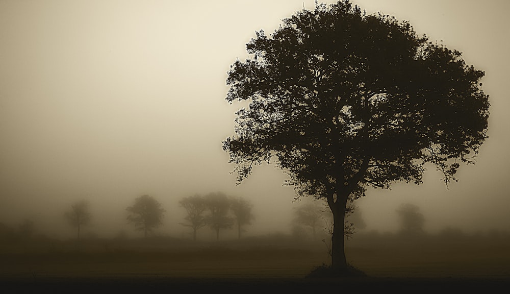 green tree on foggy weather