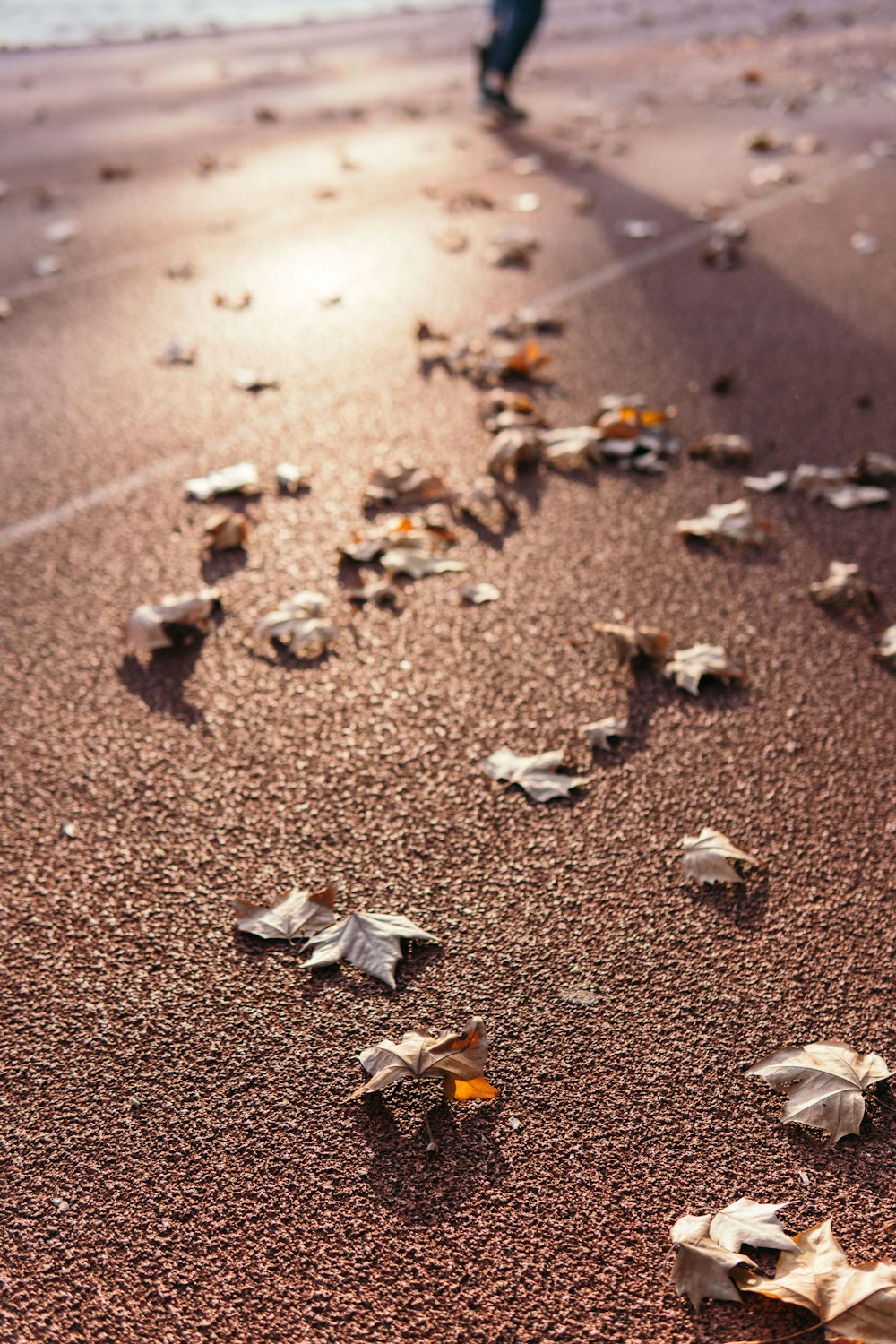 昼間の茶色の砂浜の茶色と白の鳥