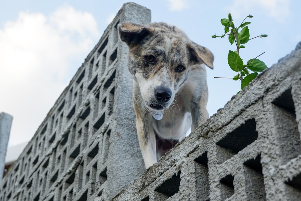 white and brown short coated dog on gray concrete wall during daytime