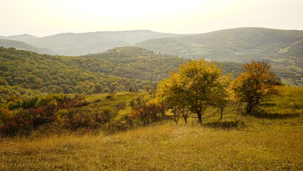 green trees on green grass field during daytime