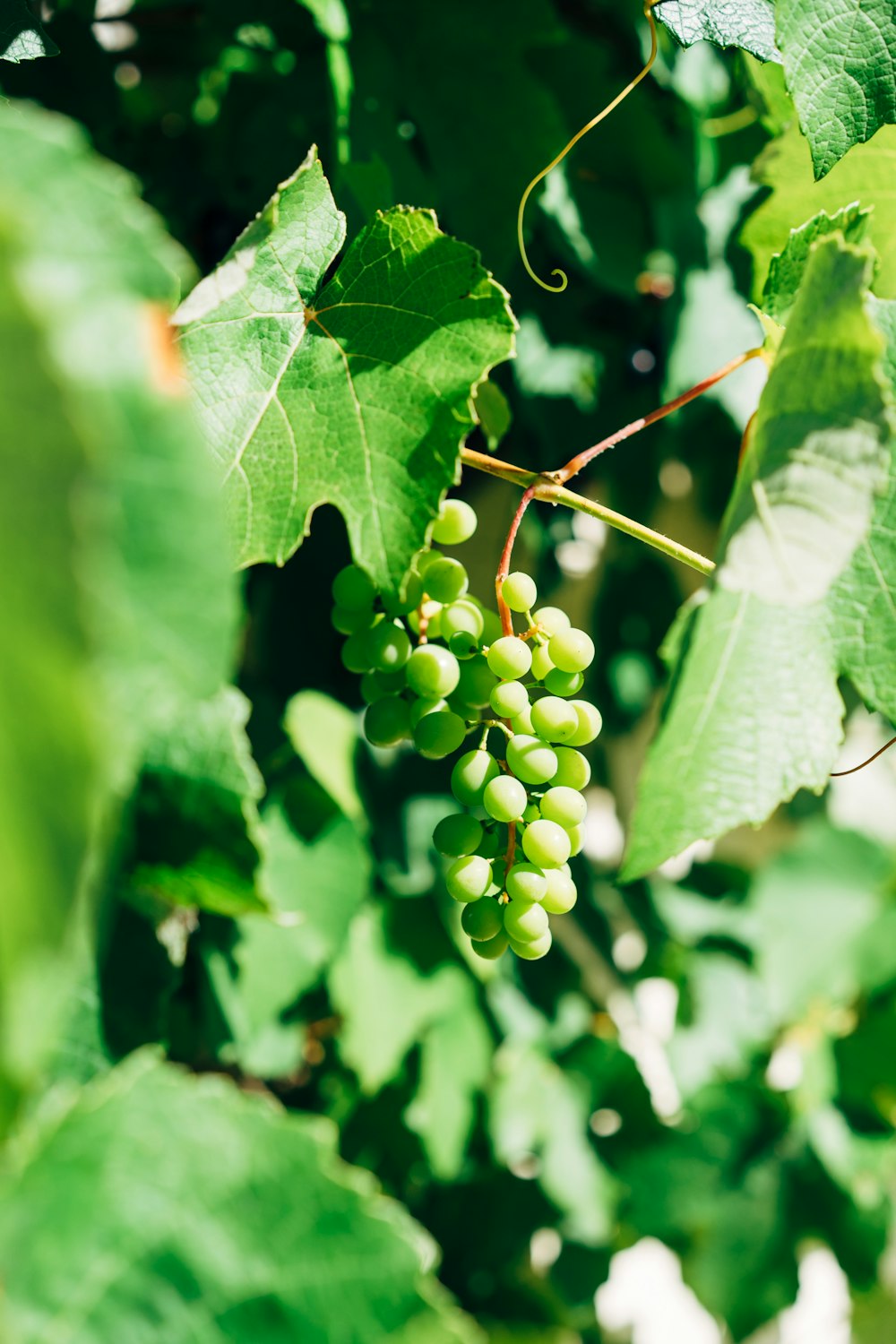 green round fruits in tilt shift lens