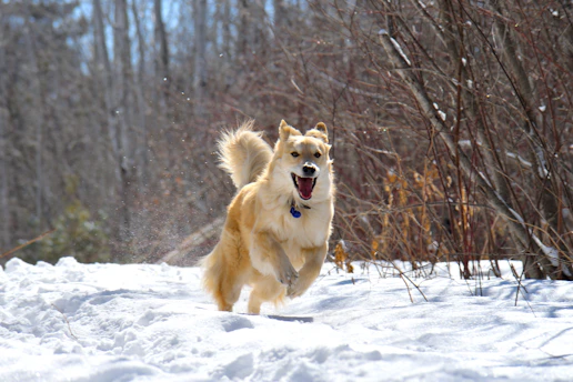 A joyful dog running freely through a sunlit forest path.