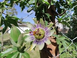 A passionflower with intricate purple and white petals is blooming against a wire fence. The flower is surrounded by lush green leaves, and the background consists of blurred natural scenery, suggesting a garden setting.