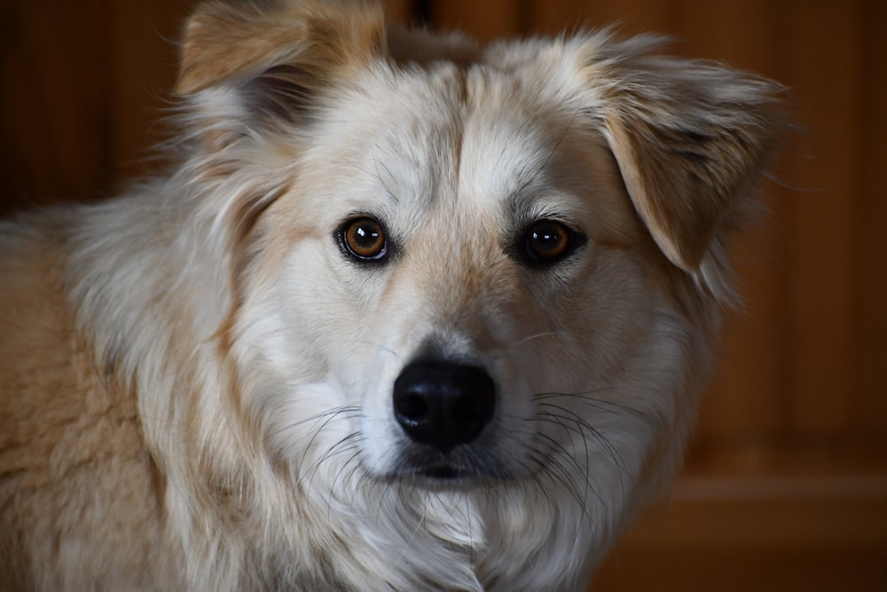 white and brown long coated dog