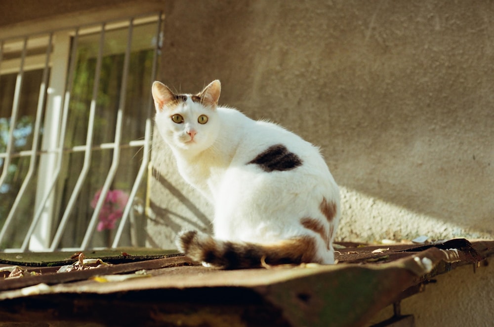 white and black cat on brown wooden table