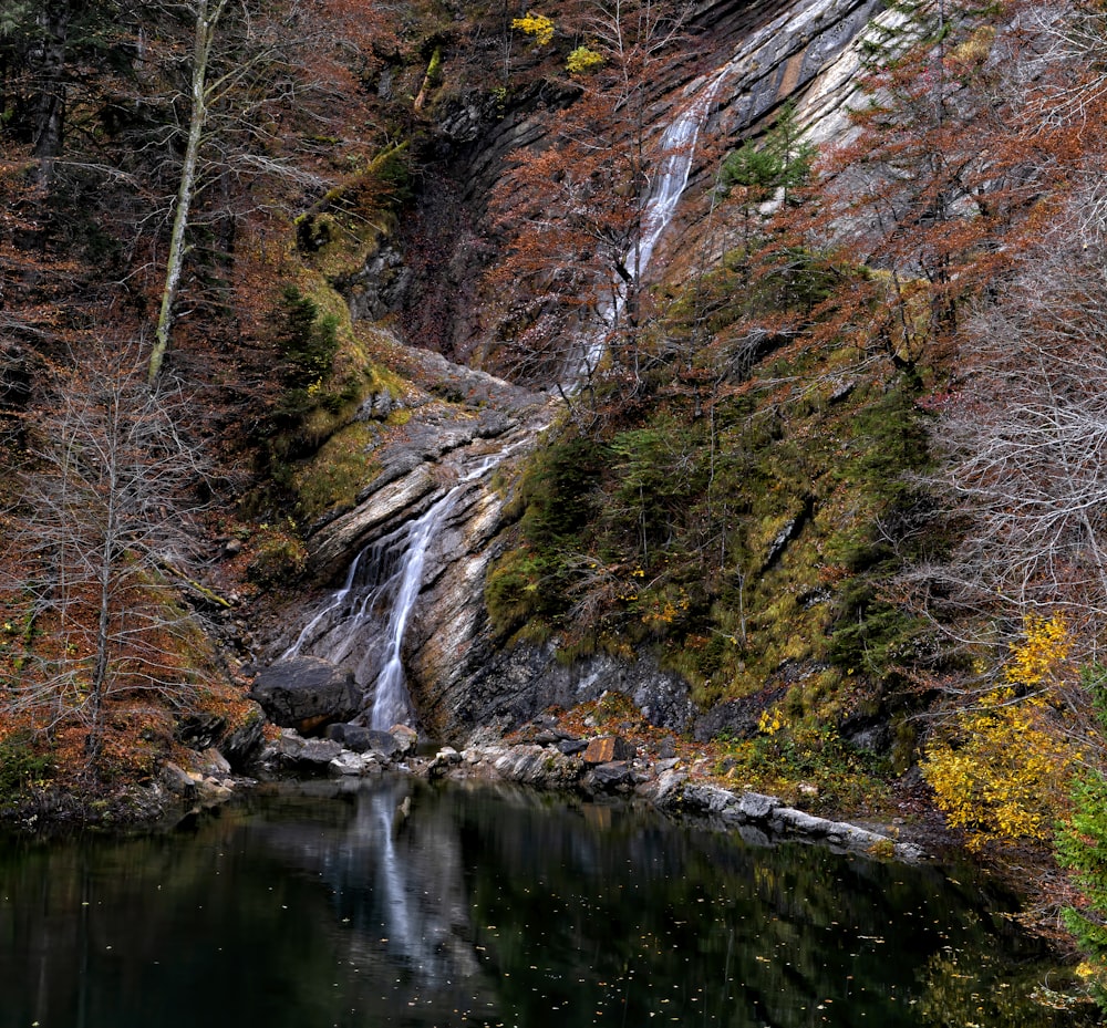 brown and green trees beside river during daytime