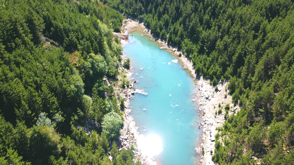 alberi verdi e fiume durante il giorno