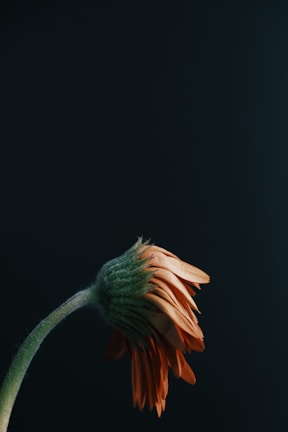 pink and green flower in close up photography