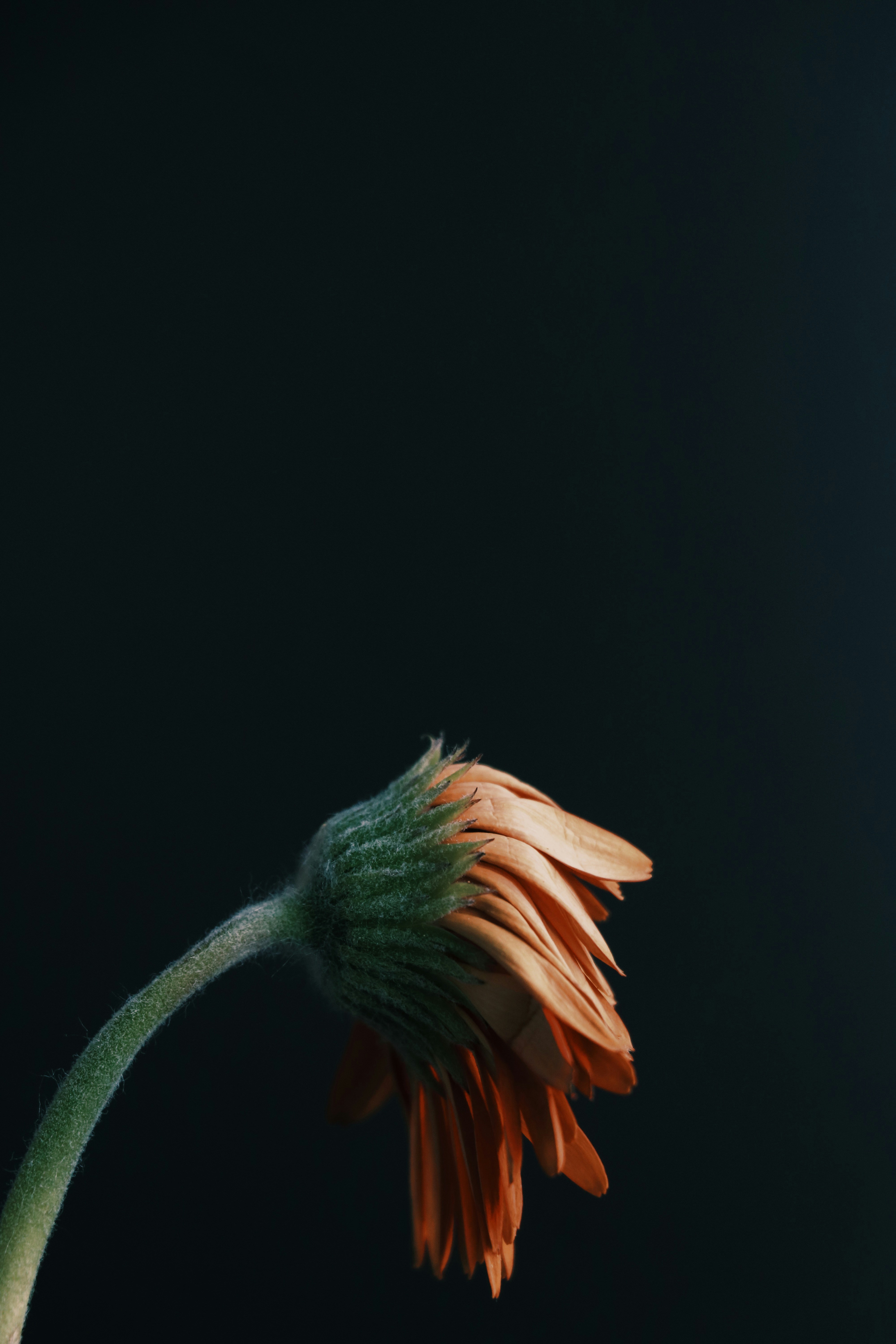 photo-1605099922599-a9e6eaf1ab5e?ixid=M3wxMjA3fDB8MXxzZWFyY2h8Nnx8bGFuY2lhdWFsdXxlbnwwfHx8fDE3NjAwNjA2MDN8MA\u0026ixlib=rb-4.1.0